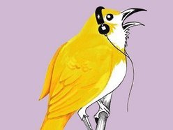 Yellow Bird