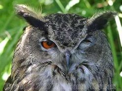 The Winkin' Owl The Winkin' Owl