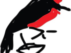 The Flycatcher The Flycatcher