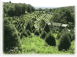 Seven Springs Tree Farm