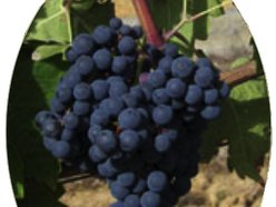 Triple Oak Vineyard
