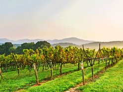 Kaya Vineyard & Winery