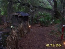A Petrified Forest