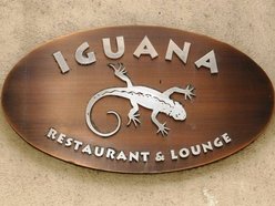 Iguana Iguana