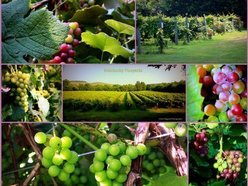 nolichucky vineyard
