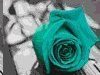 Prairie Rose Club