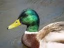 The Duck Blind